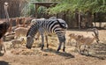 Nubian ibex Capra nubiana, ostrich, and zebra Royalty Free Stock Photo