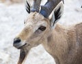 Nubian ibex (Capra Nubiana). Ramon Crater. Negev desert. Israel Royalty Free Stock Photo