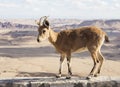 Nubian ibex (Capra Nubiana). Ramon Crater. Negev desert. Israel Royalty Free Stock Photo