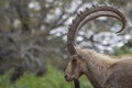 The Nubian ibex (Capra nubiana) where live in negva desert Royalty Free Stock Photo