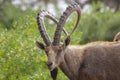 The Nubian ibex (Capra nubiana) where live in negva desert Royalty Free Stock Photo