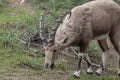 The Nubian ibex (Capra nubiana) where live in negva desert Royalty Free Stock Photo