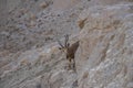 The Nubian ibex Capra nubiana where live in negva desert Royalty Free Stock Photo