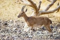 Nubian ibex Capra nubiana Royalty Free Stock Photo