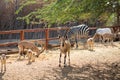 Nubian ibex Capra nubiana and zebra Royalty Free Stock Photo