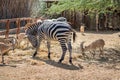 Nubian ibex Capra nubiana and zebra Royalty Free Stock Photo