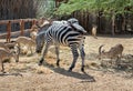 Nubian ibex Capra nubiana and zebra at zoo Royalty Free Stock Photo