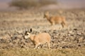 Nubian Ibex goat Royalty Free Stock Photo