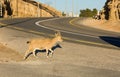 Nubian Ibex Goat Ramon Crater in Israel Royalty Free Stock Photo