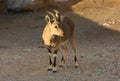 Nubian Ibex Goat Ramon Crater in Israel Royalty Free Stock Photo