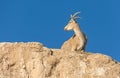 Nubian Ibex Goat Ramon Crater in Israel Royalty Free Stock Photo