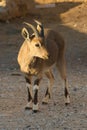 Nubian Ibex Goat Ramon Crater in Israel Royalty Free Stock Photo