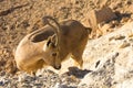 Nubian Ibex Goat Ramon Crater in Israel Royalty Free Stock Photo