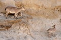 Nubian Ibex with her Calf