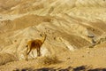 Nubian Ibex in Nahal (wadi) Zin, Negev Desert