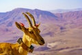 Nubian Ibex with scientific tracking tag, Makhtesh Ramon Royalty Free Stock Photo