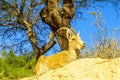 Nubian Ibex in Sde Boker, the Negev Desert