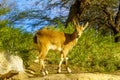 Nubian Ibex in Sde Boker, the Negev Desert