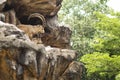 Nubian ibex stand on the cliff Royalty Free Stock Photo