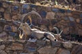 A nubian ibex on a terrace Royalty Free Stock Photo