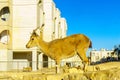 Nubian Ibex in the urban area of Mitzpe Ramon town