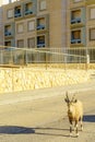 Nubian Ibex in the urban area of Mitzpe Ramon town