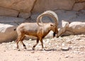 Nubian Ibex walking boldly showing off those impressive horns in the desert Royalty Free Stock Photo