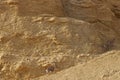 Nubian Ibex walks in Nahal Shani, Red Canyon near Eilat