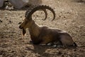 Nubian ibex in the zoo. Relaxing on the ground. selective focus Royalty Free Stock Photo