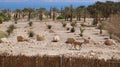 Nubian Ibexes at Ein Gedi nature reserve.  Israel Royalty Free Stock Photo