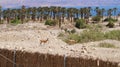 Nubian Ibexes at Ein Gedi nature reserve.  Israel Royalty Free Stock Photo