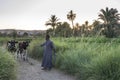 Nubian man bringing its cattle back home at dusk, Aswan, Egypt