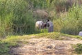 Nubian man brings his cows back home at sunset after they have been grazing in the outskirts of the village