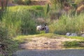 Nubian man brings his cows back home at sunset after they have been grazing in the outskirts of the village