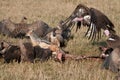 Nubian vulture chasing jackle from kill Royalty Free Stock Photo