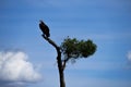 Nubian vulture perched atop a tree in a pristine blue sky. Royalty Free Stock Photo