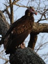 Nubian Vulture (Torgos Tracheliotos)