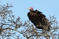 Nubian Vulture (Torgos Tracheliotos) Royalty Free Stock Photo