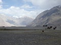 Nubra valley double humped camel ride ladakh