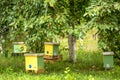 nuc hive in garden on green grass. Beekeeping and queenbee-breeding for artificial insemination. Breeding for mated Royalty Free Stock Photo