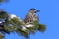 Nucifraga caryocatactes. Bird on the blue sky background Royalty Free Stock Photo