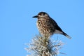 Nucifraga caryocatactes. Nutcracker on a frosty morning against a blue sky Royalty Free Stock Photo