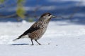 Nucifraga caryocatactes. Nutcracker closeup Sunny day in winter Royalty Free Stock Photo