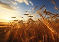 Nuclear Dawn: The Wheat Fields of Worthlessness Royalty Free Stock Photo