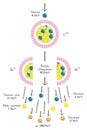 Nuclear Fission Infographic Diagram showing impact neutron uranium atom breaking down to lighter elements releasing high energy