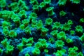 Nuclear Green Cyphastrea SPS coral