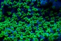 Nuclear Green Cyphastrea SPS coral Royalty Free Stock Photo