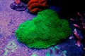 Nuclear Green Cyphastrea SPS coral