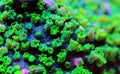 Nuclear Green Cyphastrea SPS coral Royalty Free Stock Photo