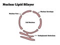 Nuclear lipid bilayer Royalty Free Stock Photo